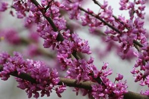 Boone in bloom, spring flowers in the Appalachians, North Carolina