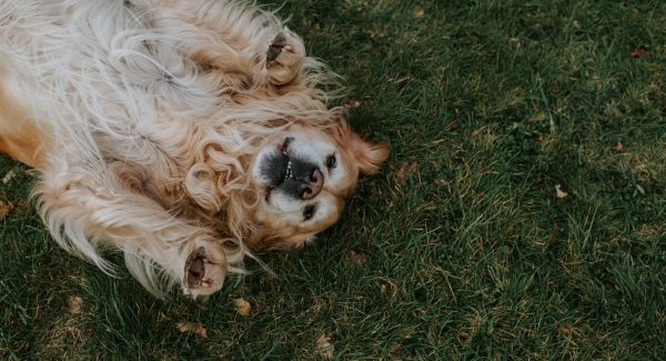 How to Create a Pet Friendly Outdoor Living Space How to Create a Pet-Friendly Outdoor Living Space